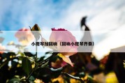 小提琴加回响（回响小提琴齐奏）
