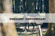 芝加哥羽毛球拍？ 芝加哥羽毛球拍怎么样？