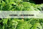 三亚芒果图片，三亚芒果海景酒店图片