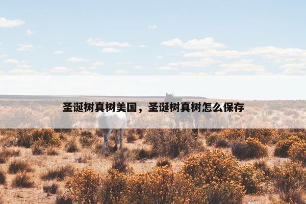 圣诞树真树美国，圣诞树真树怎么保存
